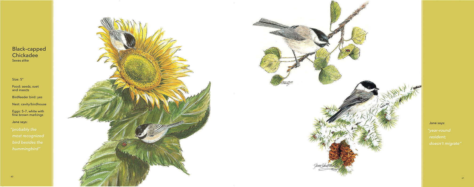 A spread from the inside of ‘For the Love of Birds’
